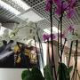 Orchidées de Thaïlande - Photo Jean-Noël Ferragut 