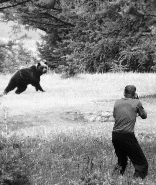 L'homme qui a vu l'ours… - Je n'ai toujours pas vu l'ours, mais j'ai rencontré l'homme qui a vu l'ours de très très près et sa femme, qui les a photographiés… Sergueï et Natacha vivent sur les berges du lac Baïkal depuis une vingtaine d'années. Elle est biologiste. Lui travaille dans la réserve comme garde forestier. Tous les deux sont photographes animaliers ! <i>(Gilles Porte, samedi 21 mars)</i>