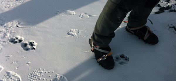 A wolf in the area - On the ice of the lake Baïkal, nearby Teddy's cabin, the tracks of our studs mix to those of a wolf, which seems to walk on velvet. According to the fishermen who serve us as guide, the beast is very big. <i>(Gilles Porte, Wednesday 25 February)</i>