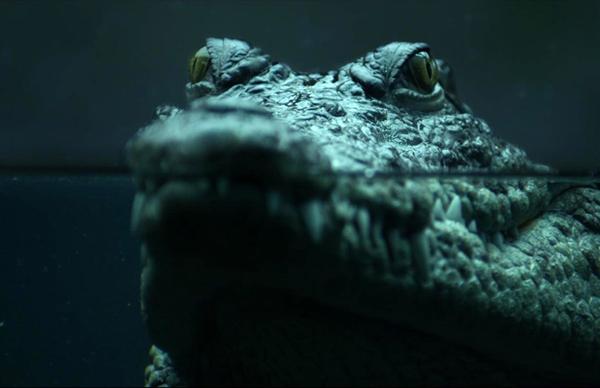 Le directeur de la photographie David Ungaro, AFC, parle de son travail sur "Crocodile", de Gaëlle Denis London crawling