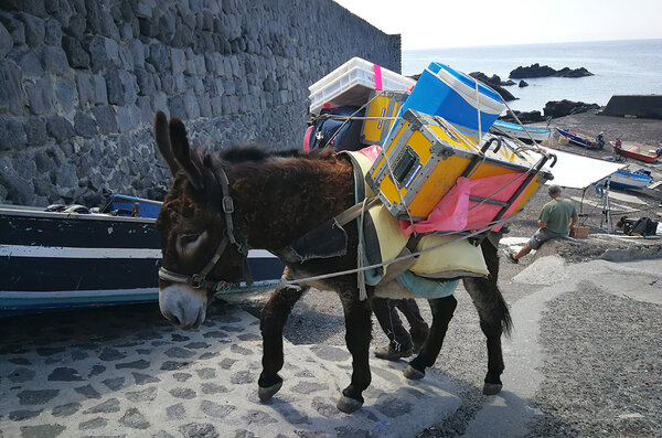 Rocco, l'âne caméra à Stromboli - Photo : Agathe Dercourt