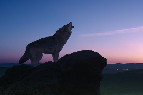Interview with cinematographer Jean-Marie Dreujou, AFC, about “Wolf Totem”, a film by Jean-Jacques Annaud