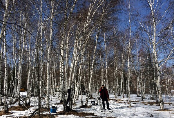 Que c'est beau parfois le blanc au cinéma ! - Tourner dans une forêt de bouleaux en Sibérie par beau temps est extraordinaire ! La luminosité qui se dégage d'un tel endroit est féérique… Ce n'est pas vrai que les directeurs de la photographie détestent toujours filmer du blanc ! <i>(Gilles Porte, jeudi 2 avril)</i>