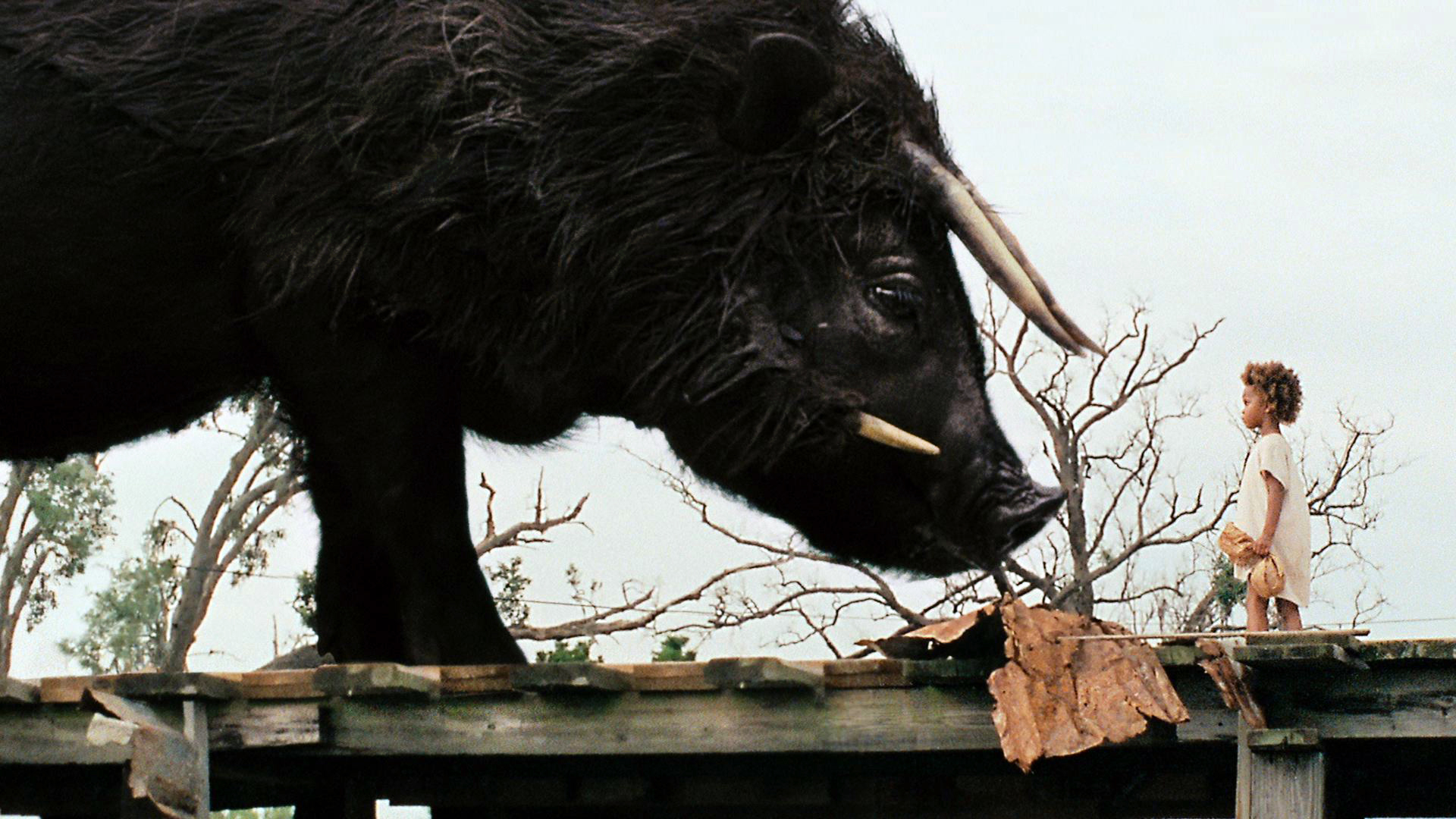 Animal movie. Beasts of the Southern Wild (2012). Звери дикого Юга. Фильм дикий Юг. Звери Юга фильм.