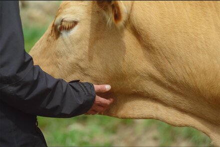 Gertrude Baillot, AFC, parle de "L'Abattoir idéal, une histoire d'éleveurs", documentaire qu'elle a réalisé et en partie photographié