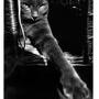 La patte du chat - Photo Anny Duperey 