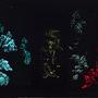 Eugène Frey, "La Damnation de Faust" / "Mefistofele", 1905 - Plaque de verre avec filtres colorés (9 x 12 cm) - Monte‐Carlo (...) 