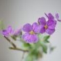 16 mm close focus 