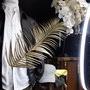 Une des vitrines du jour en supplément : Palme d'or n°3 - Photo Jean-Noël Ferragut 