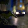 Végétation urbaine sur fond de tram - Photo Katarzyna Średnicka 