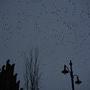 Silhouettes - Photo David Quesemand 
