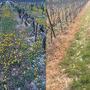Environs de Tulette (Gard), 30 mars - Une réflexion écologique : l'effet du Roundup de Monsanto, photographié hier autour de chez moi ; il (...) 