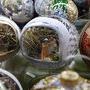 Bientôt Noël en vitrine, version 1 - Photo Jean-Noël Ferragut 