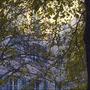 Place des Tilleuls (Grenoble) - Image issue de l'Aaton Delta-Penelope 