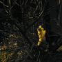 Si la nuit tous les chats sont gris, notre ami, lui, joue à chat-perché - Photo JN Ferragut 