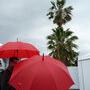Parapluies et palmiers - Photo Jean-Noël Ferragut 