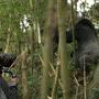 Approche d'un gorille au milieu des bambous - Photo François Dupaquier 