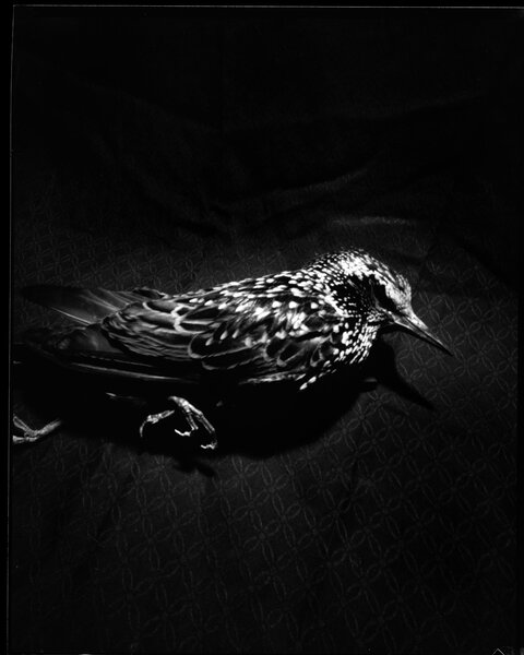 "L'Oiseau du poêle" - Photo Bruno Privat