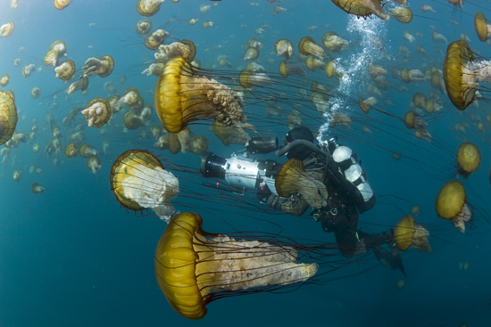 Opérateur de prise de vues sous-marines filmant des méduses dorées à l'aide d'un caisson étanche conçu spécialement pour le tournage d'"Océans" - Photo Richard Hermann