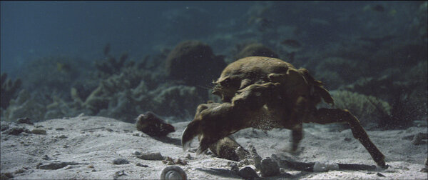 Photogramme du film "Océans" - Galatée