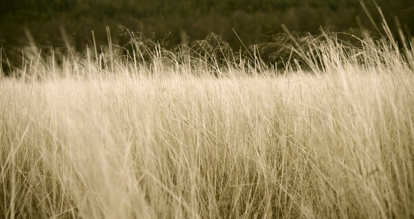 Des herbes hautes pour filmer le vent… - Photogramme 2<sup class="typo_exposants">e</sup> équipe : Le printemps est là sur l'île, mais la débâcle, pas encore ! Que le vent qui fera dériver la glace nous attende encore un peu ! <i>(Jeudi 9 avril)</i>