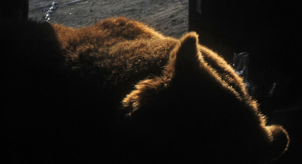J'ai vu l'ours ! - En contre-jour, il est très difficile de résister à l'envie de tirer sur les oreilles de Micha, 250 kilos… <i>(Gilles Porte, lundi 30 mars)</i>