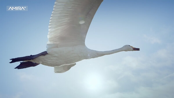 Amira Showreel