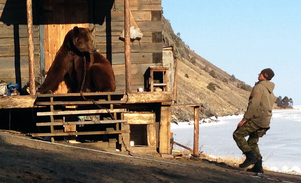 Micha n'est pas une peluche ! - Une très grosse chaîne, des câbles en acier tirés en long et en large et six personnes qui n'ont pour but que de surveiller un ours – dont l'une d'entre elles est armée d'un fusil de très gros calibre – rappellent à tous que tourner avec Micha n'est pas sans comporter certains risques… <i>(Photo Raphaël Personnaz, comédien, lundi 30 mars)</i>