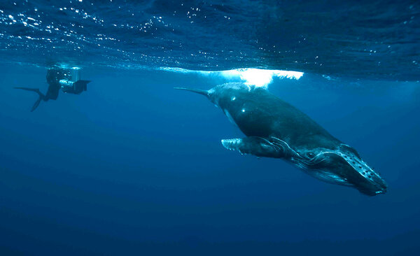 Sur un tournage avec des animaux similaires à celui de "Blue" - Photo Robin Savchuk