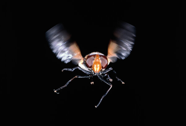 Un des protagonistes de "Microcosmos" - Photo Claude Nuridsany - Marie Pérennou