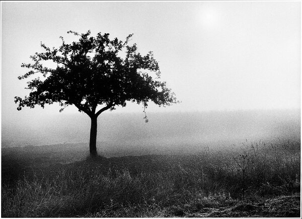 La branche cassée - Photo Anny Duperey