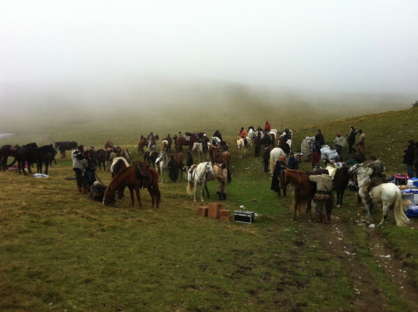 Chevaux en plan large - Photo Séverine Goupil