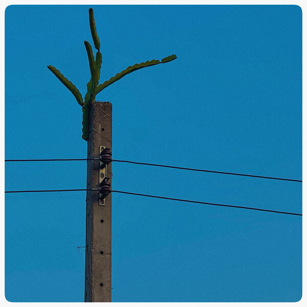 Vendredi 7 février | Cactus connecté | Photo Gilles Porte (iPhone) - Lors de la coupure déjeuner, je remarque la présence d'un cactus en haut d'un pylône électrique... Beaucoup plus tard, en regardant cette photo, je me suis dis que cela aurait fait un très beau plan pour ce "Road Movie"...