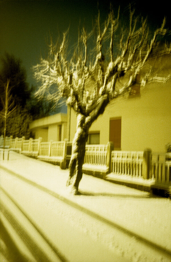 "L'arbre qui marche" - Photo Dolores Marat