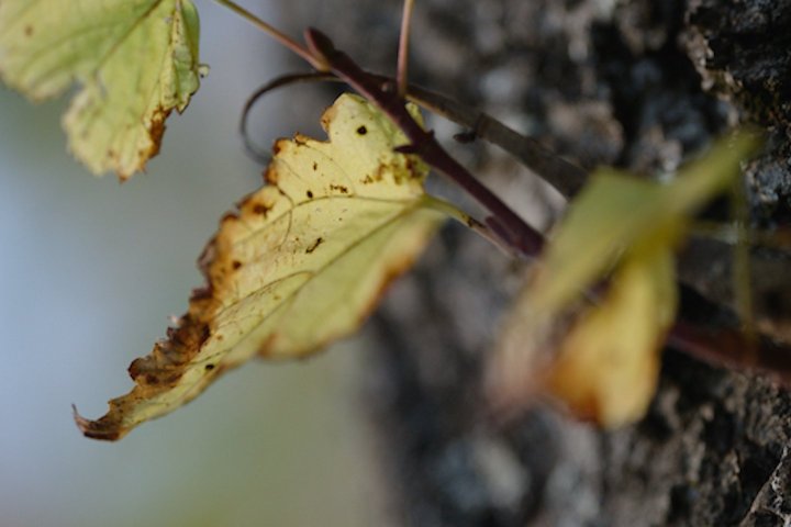 Obtenez des images quasi-macro avec notre gamme d'optiques Arri Ensō